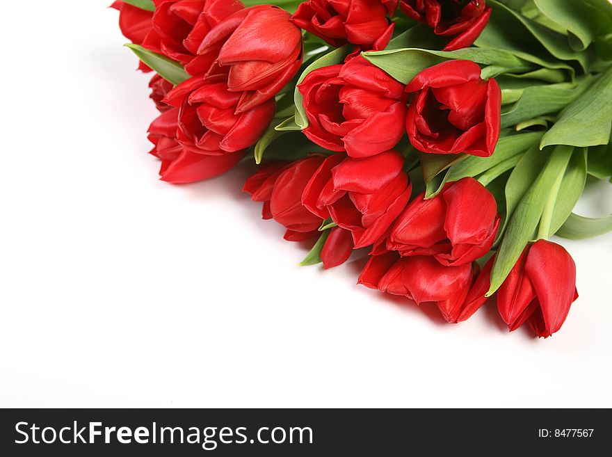 Bunch of red tulips on white background