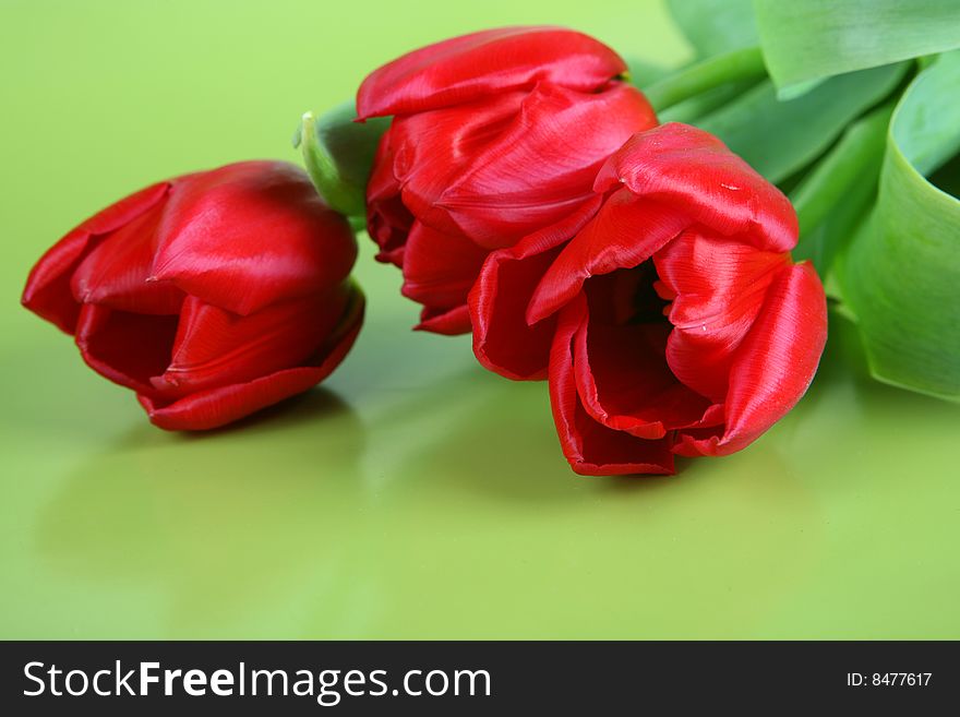 Bunch of red tulips on green background