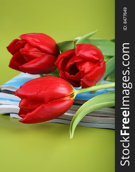Bunch of red tulips on green background