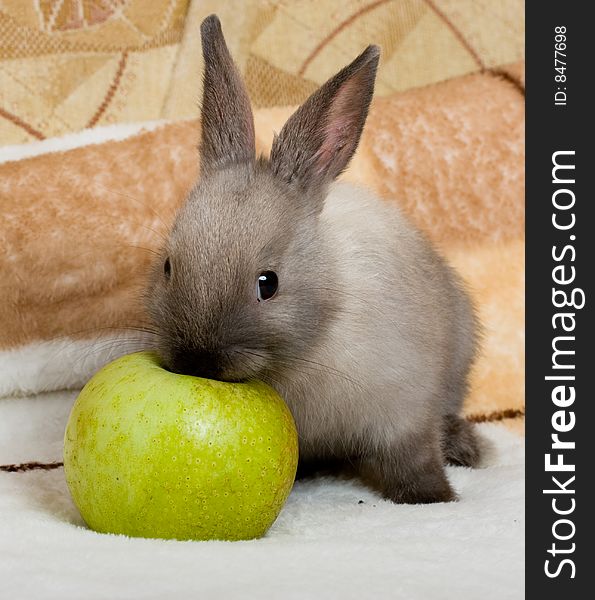 Cute little rabbit with the green apple. Cute little rabbit with the green apple