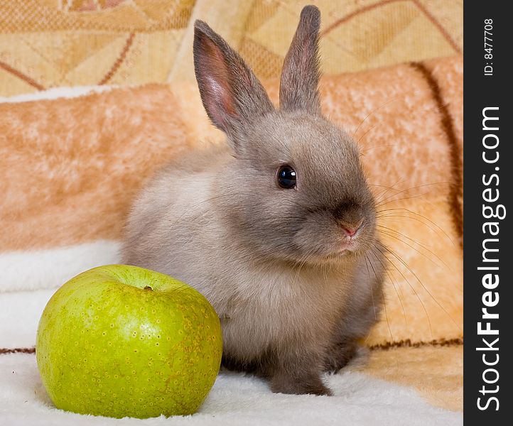 Cute bunny with the green apple