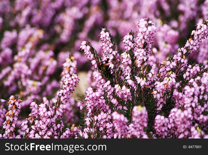 Pink Campanella Flowers