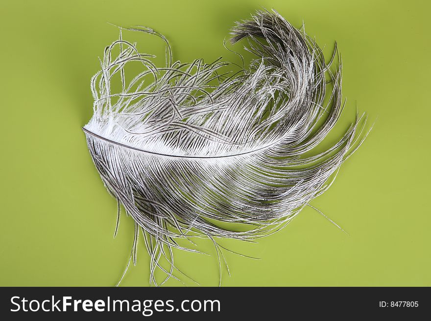 Ostrich feather on green background