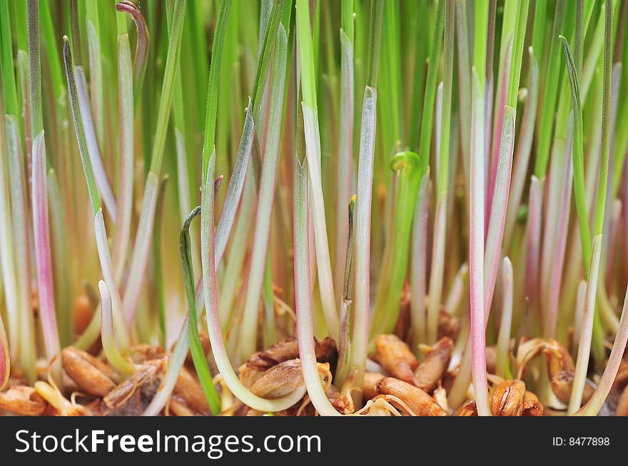 Super close up of green grass and  roots