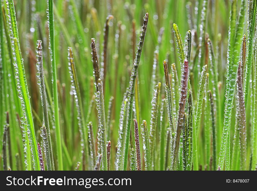 Close up of fresh grain with drops. Close up of fresh grain with drops