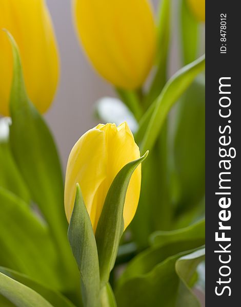 Spring flowers, yellow tulips, decoration. Spring flowers, yellow tulips, decoration