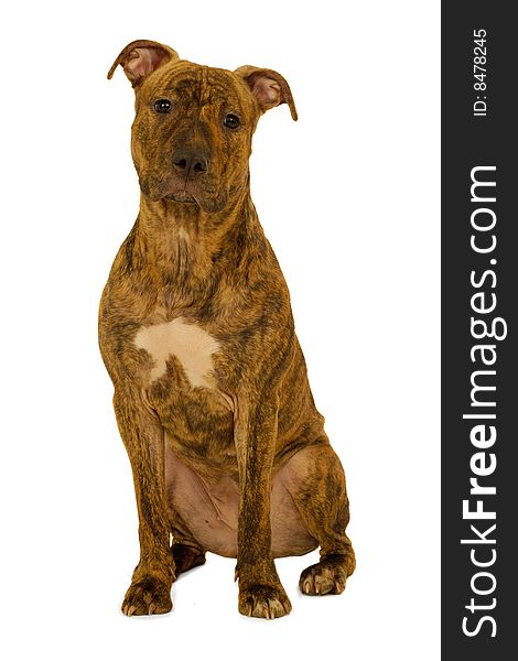 Staffordshire terrier dog is sitting on a clean white background