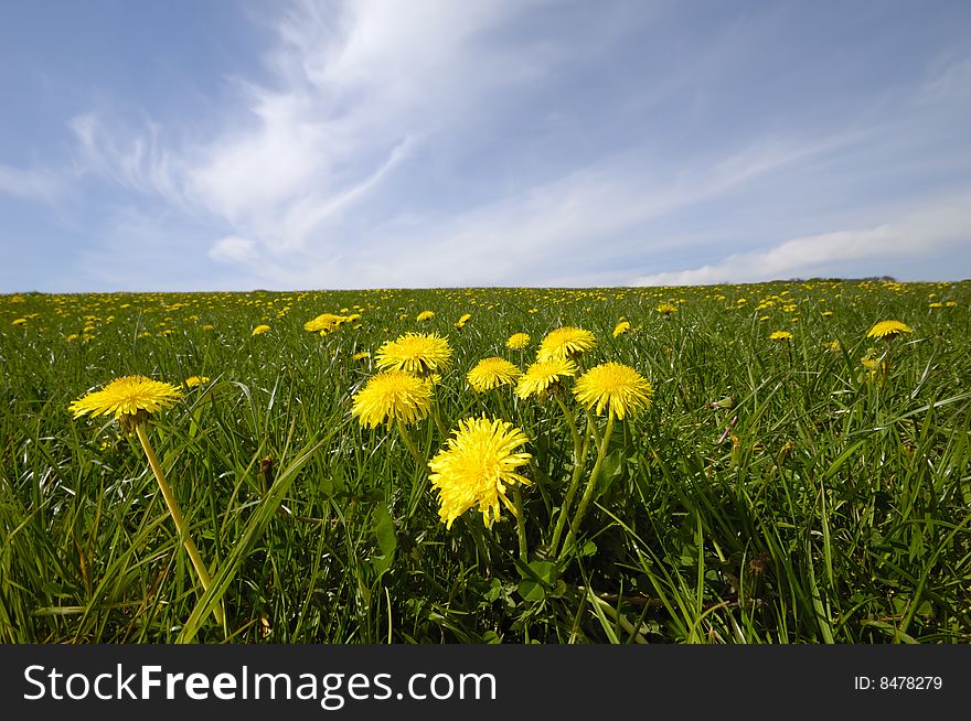 Dandelions and blue sky