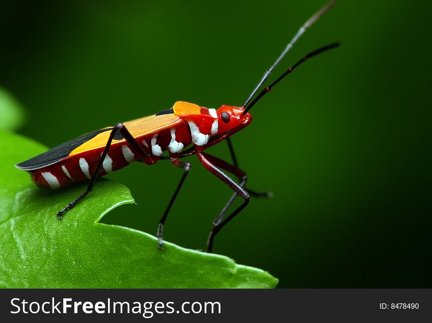 Close up of shield bugs crawling on green leaf.