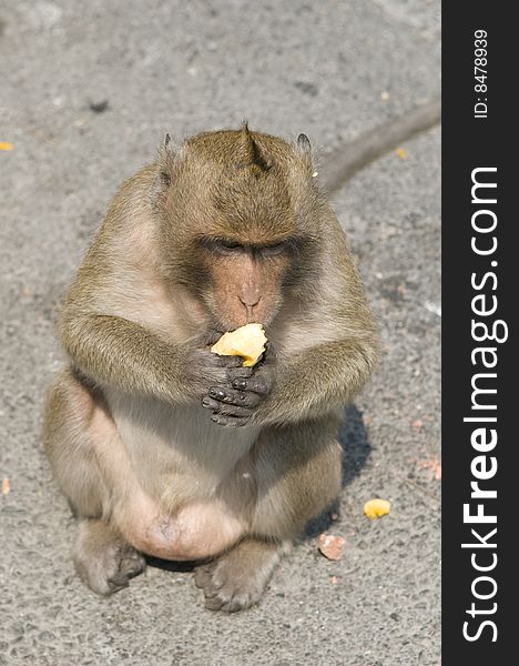 Green monkey eats on the road. Thailand.