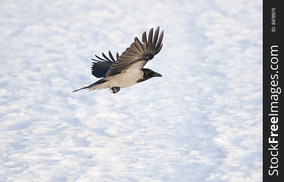Raven in Flight in winter time