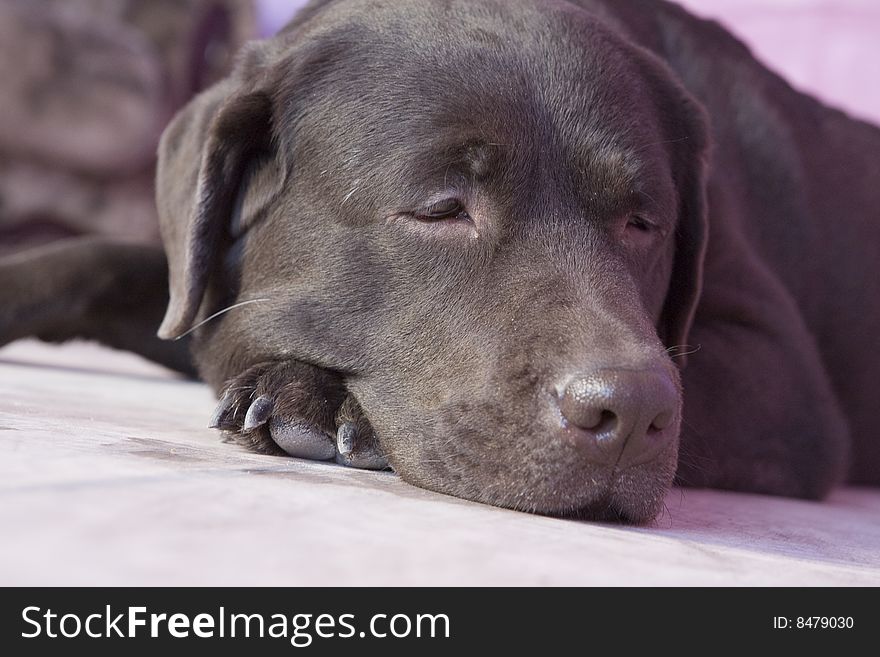 Brown labrador lying in room