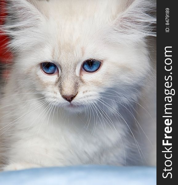 Blue eyes white persian kitten. Blue eyes white persian kitten