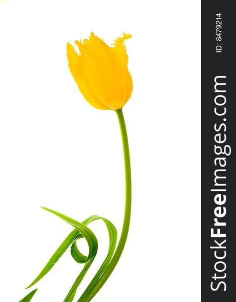 Stock photo: an image of a nice yellow flower