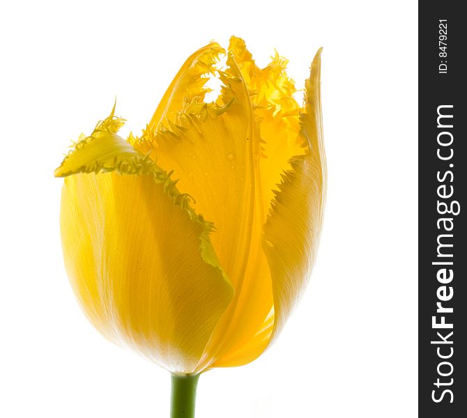 Stock photo: an image of a nice yellow tulip