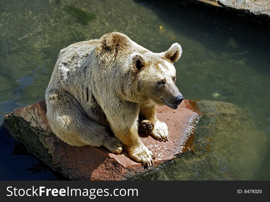 Brown bear sitting onthe stone in the river