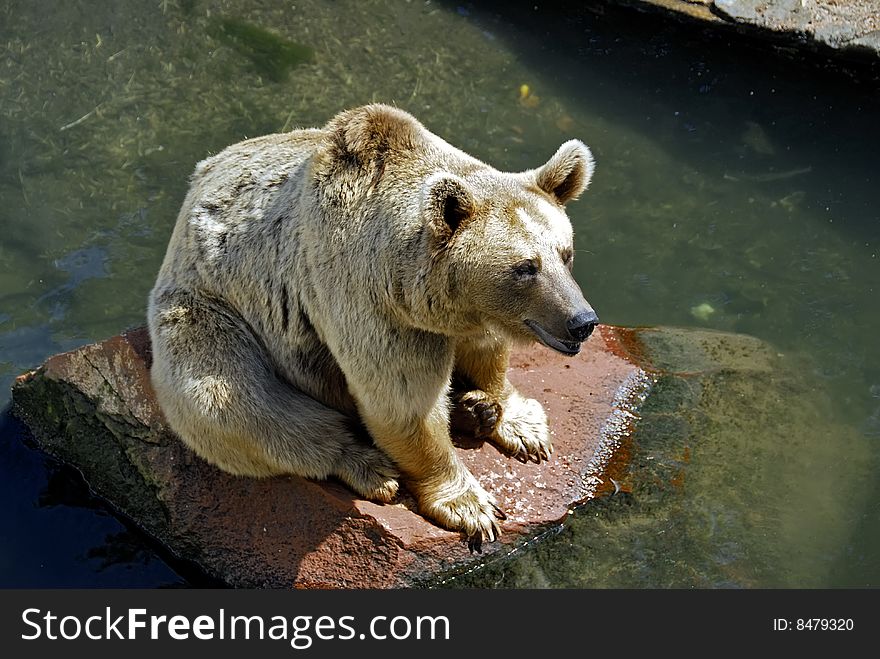 Brown Bear