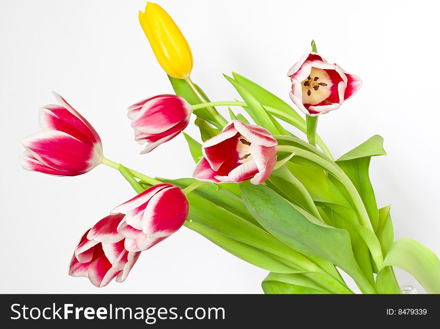 Bouquet from beautiful tulips isolated on white background