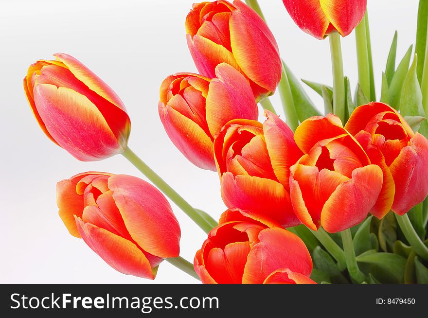 Closeup of red tulips on white