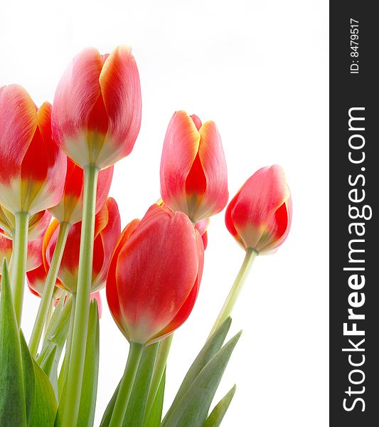 Many red tulips blooming on white