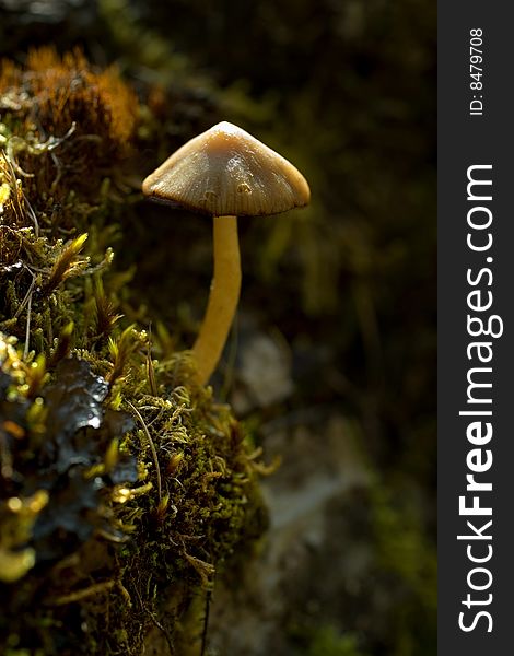 Macro view with close up of mushroom plant
