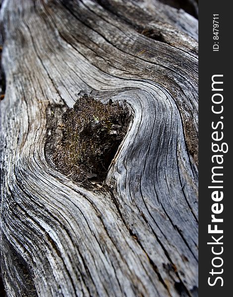 Abstract View Of Wood With Close Up