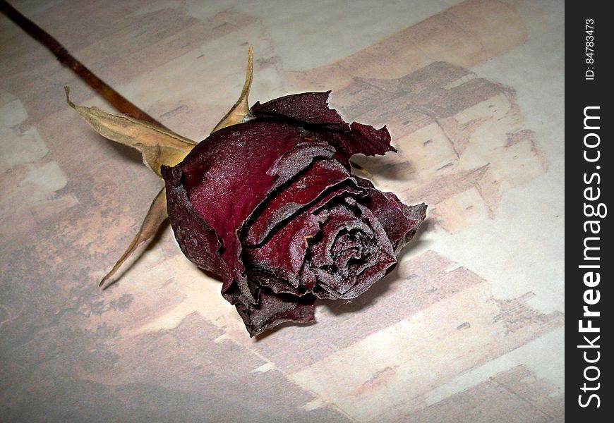 Old dry rose