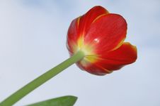 Tulip Royalty Free Stock Images Tulip Royalty Free Stock Images