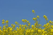 Yellow And Blue Royalty Free Stock Images Yellow And Blue Royalty Free Stock Images