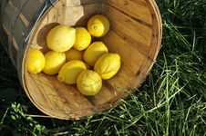 Ripe Lemons In Bushel Stock Images