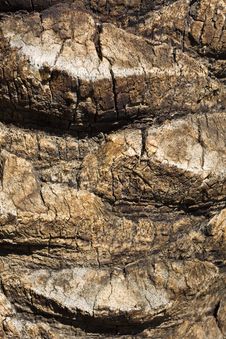 Palm Tree Bark Stock Images