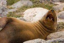 Galapagos Sea Lion (Zalophus Wollebaeki) Royalty Free Stock Photography