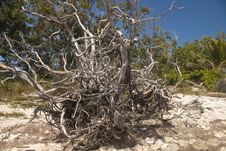 Dead Tree On Beach Royalty Free Stock Photo