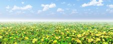Beautiful Flowers Stock Photo Beautiful Flowers Stock Photo