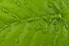 Green Leaf With Water Droplets Royalty Free Stock Images