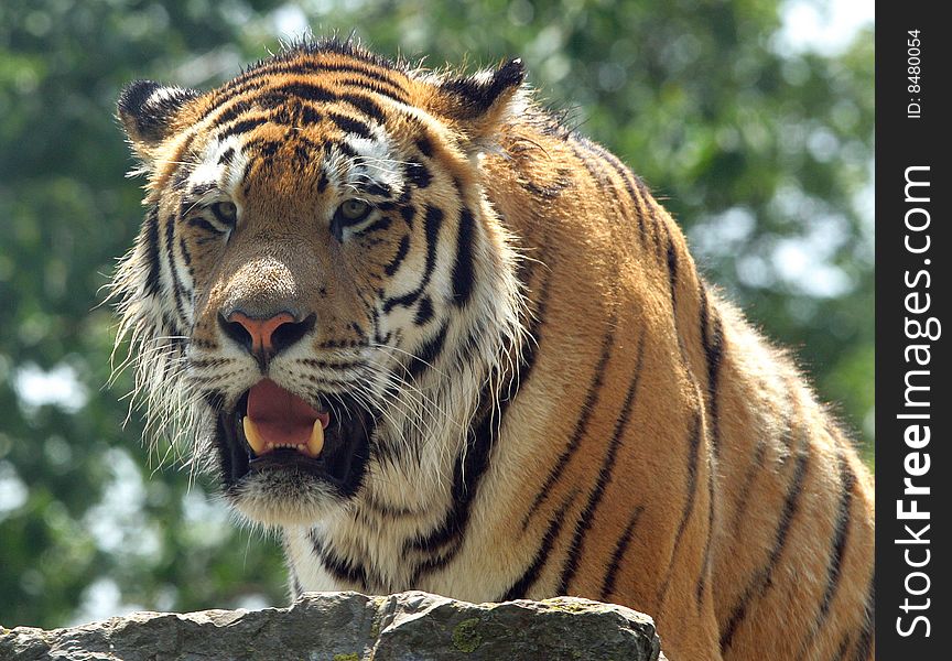 Bengal Tiger stalking over rocks