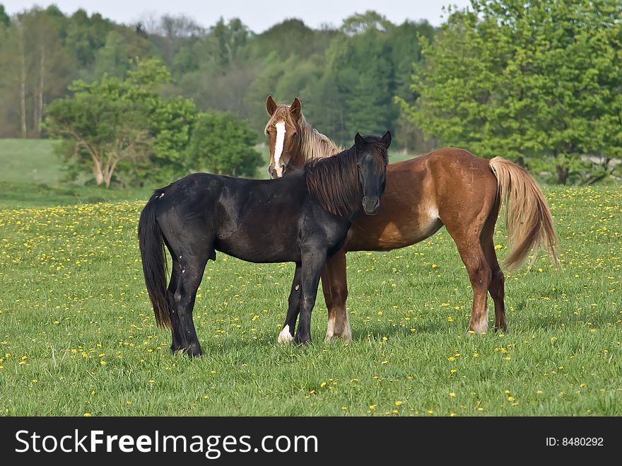 Two wild horses on a meadow