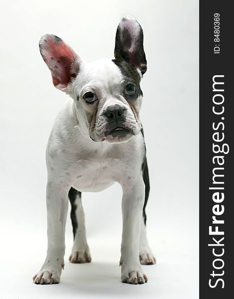 Puppy French bull dog with ears perked up on a white background. Puppy French bull dog with ears perked up on a white background