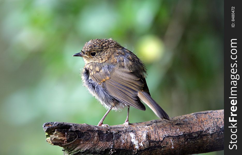 A young robin waiting to be fed by his parents