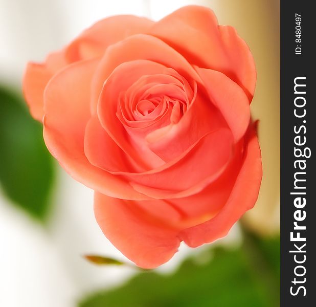 Flower of  decorative orange rose on  white background in studio