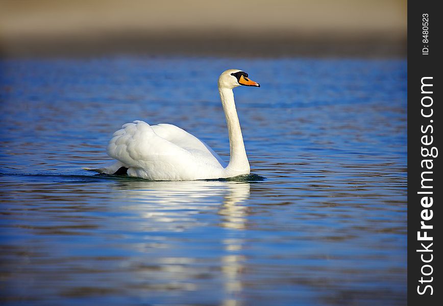 Swan on the blue water