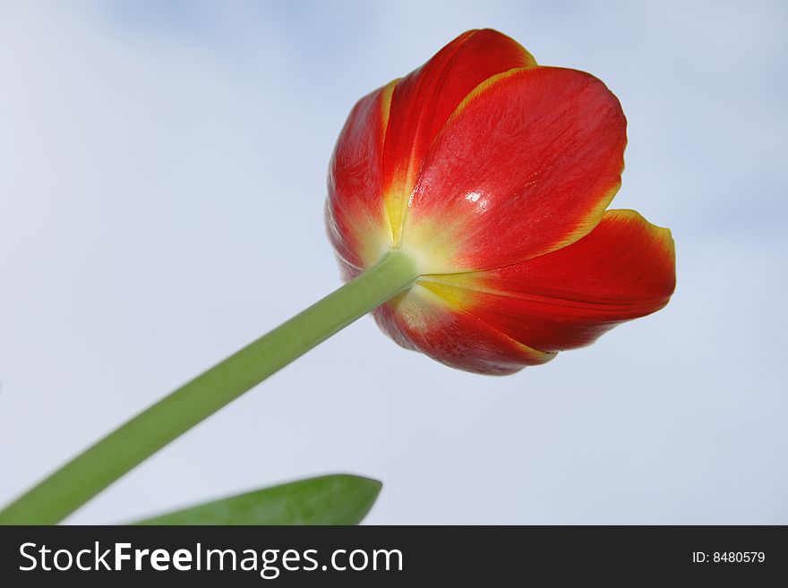 A bright red spring flower against a blue sky. A bright red spring flower against a blue sky