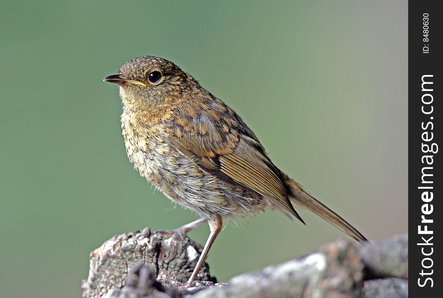 A young robin waiting to be fed by his parents