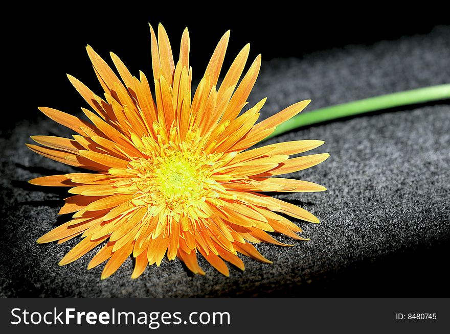 Gerbera flower isolated on textured background.