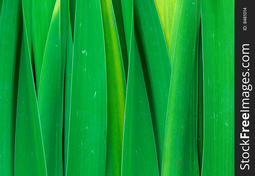 Abstract background from leaves of a flower of a gladiolus. Abstract background from leaves of a flower of a gladiolus