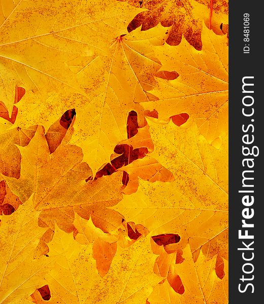 Abstract background from leaves of a tree a maple