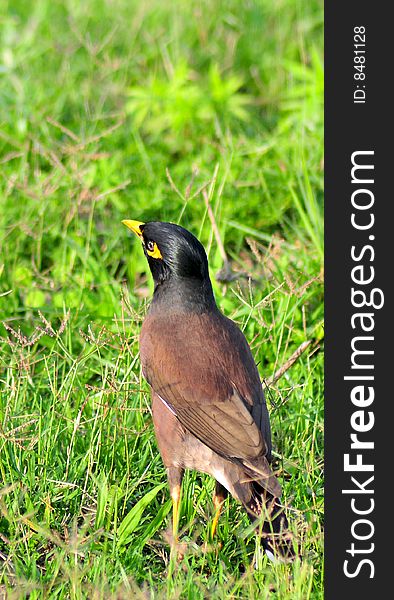 The Common Myna or Indian Myna (Acridotheres tristis) also sometimes spelled Mynah, is a member of the starling family. It is a species of bird native to Asia with its initial home range spanning from Iran, India and Kazakhstan to Malaysia and China. An omnivorous open woodland bird with a strong territorial instinct, the Myna has adapted extremely well to urban environments