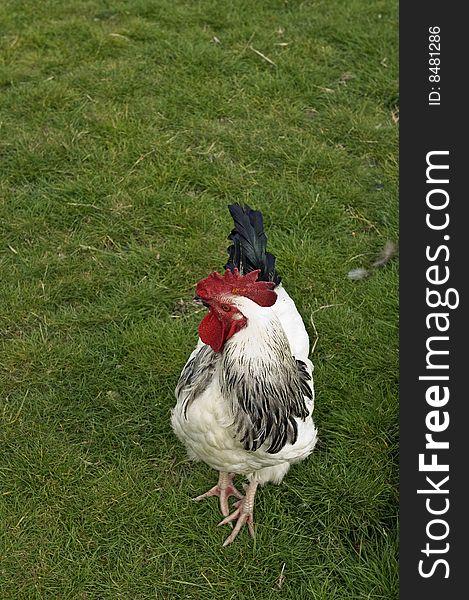 Scene showing a white cockerel/rooster with red comb and black tail all alone in a green field. Scene showing a white cockerel/rooster with red comb and black tail all alone in a green field.