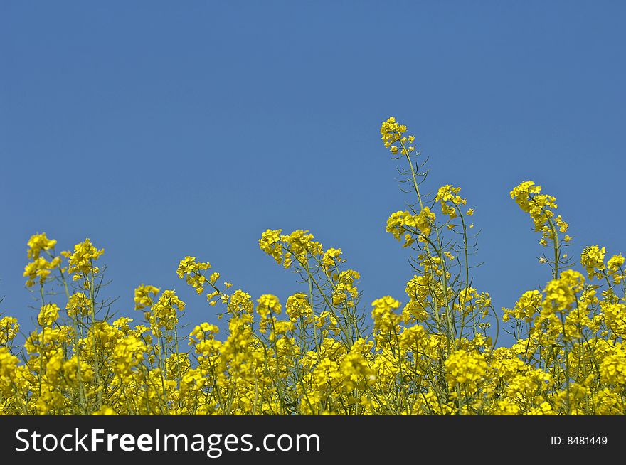 A close-up side view of yellow rapeseed flowers in bloom set against a blue sky background. A close-up side view of yellow rapeseed flowers in bloom set against a blue sky background.