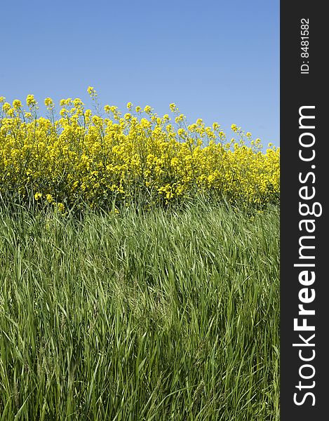 Close-up scene depicting green grass leading to yellow rapeseed flowers in bloom set against a blue sky. Close-up scene depicting green grass leading to yellow rapeseed flowers in bloom set against a blue sky.